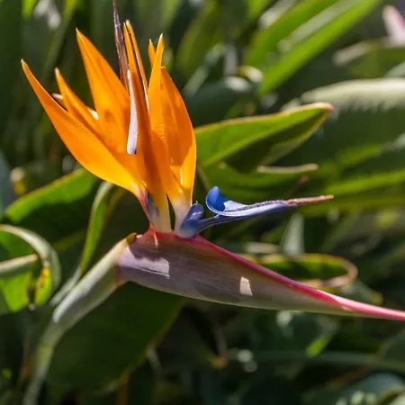 Flh Quintinha Rocha Funchal (Madeira)