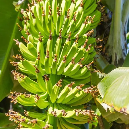 Flh Quintinha Rocha * Funchal (Madeira)